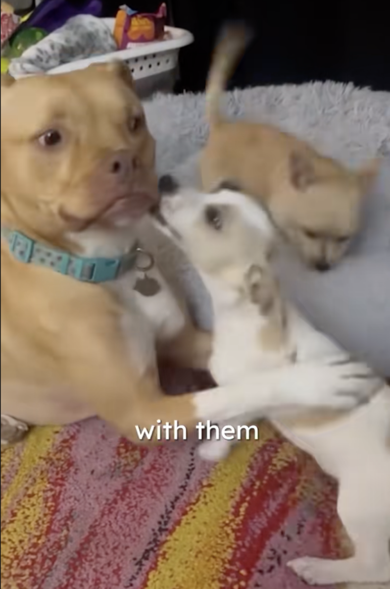 This Pitbull's Obsession With Small Animals Is The Sweetest Thing You'll See Today